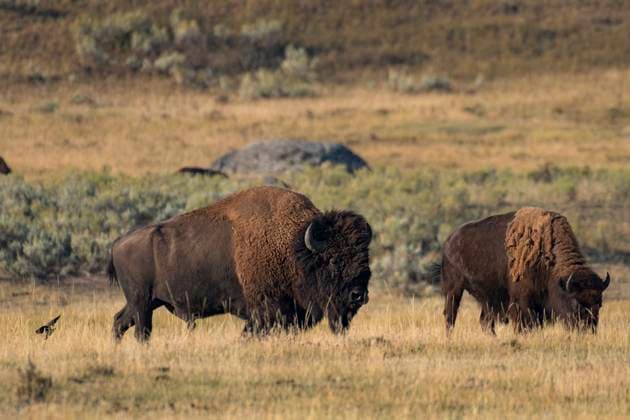 USA, Rocky Mountains, Wyoming, Yellowstone, National Park, UNESCO, World Heritage, Bison stampede in Hayden valley 