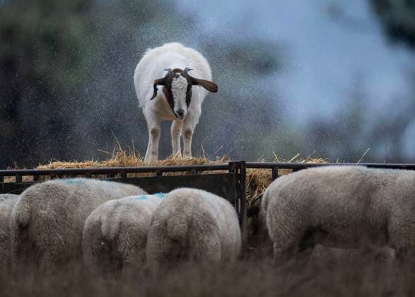 News Bilder des Tages November 21, 2024, Elkton, Oregon, USA: Heavy rain falls as a goat and sheep feed in their drenched pasture near Elkton southwestern Oregon. A powerful storm system known as a bomb cyclone is effecting the Pacific Northwest and Northern California with torrential rainfall and heavy snow in the mountains. Elkton USA - ZUMAl31_ 20241121_zaf_l31_001 Copyright: xRobinxLoznakx