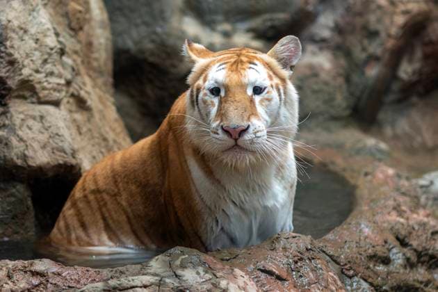 Entertainment Themen der Woche KW47 Entertainment Bilder des Tages Thailand’s famous golden tiger at Chiang Mai Night Safari, Thailand - 21 Nov 2024 Eva, a 3-years-old female golden tiger, seen sitting in the water at Chiang Mai Night Safari. Eva, a golden tiger or strawberry tiger, is gaining attention on the internet and has captured the attention of visitors at Chiang Mai Night Safari. Her beauty and playful character has made her a popular attraction. It has a rare-colored coat, and there are only 50-100 such tigers in the world. Chiang Mai Thailand Copyright: xPongmanatxTasirix xSOPAxImagesx PTASIRI211124Dx9510(2)