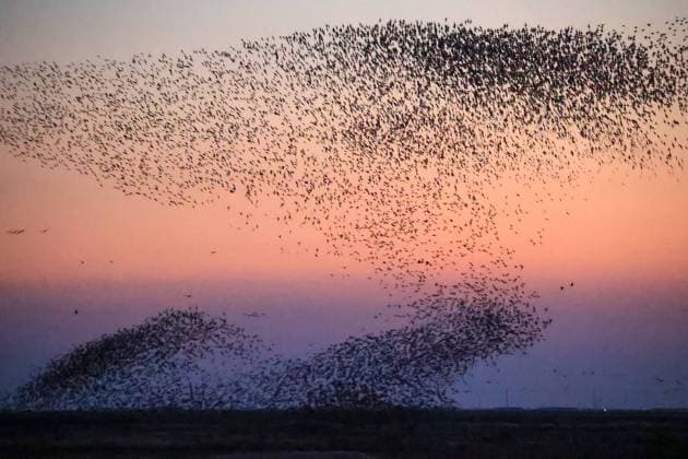 DONGYING, CHINA - NOVEMBER 21: Flocks of birds fly together, looking like a bird wave over a wetland of Yellow River Delta National Nature Reserve on November 21, 2024 in Dongying, Shandong Province of China.  Copyright: xVCGx 111531931185