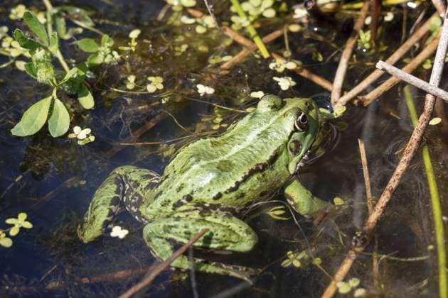 Nahaufnahme eines Moorfrosches, pelophylax ridibundus, in einem Teich Close up shot of a Marsh Frog, pelophylax ridibundus, in a pond Copyright: imageBROKER PhilxBird ibxiqx11735238.jpg