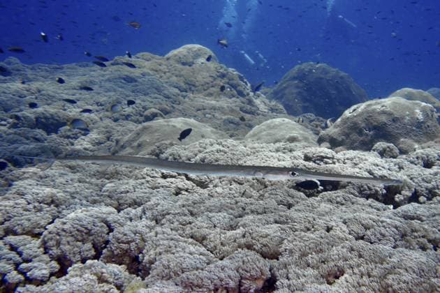 Creative Highlights World Ein schlanker Fisch, Weicher Flötenfisch (Fistularia commersonii), bewegt sich über eine weitläufige Korallenlandschaft, Tauchplatz SD, Nusa Ceningan, Nusa Penida, Bali, Indonesien, Asien A slender fish, soft flutefish (Fistularia commersonii), moves across a vast coral landscape, dive site SD, Nusa Ceningan, Nusa Penida, Bali, Indonesia, Asia Copyright: imageBROKER RolfxvonxRiedmatten ibxrvo11770370.jpg
