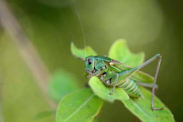 Större vartbitare, syn. stor vartbitare (Decticus verrucivorus). Wart-biter Bush Cricket. Sverige x2734x *** Greater Warthog, sight Greater Warthog Decticus verrucivorus Wart bites Bush Cricket Sweden x2734x  Copyright: xMagnusxMartinsson N TTx