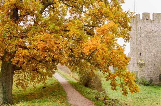 Big maple, deciduous trees in autumn colors, Visby ring wall on an autumn day, Norder graves, Gotland Sweden x2727x  Copyright: xHelenaxLarsson N TTx