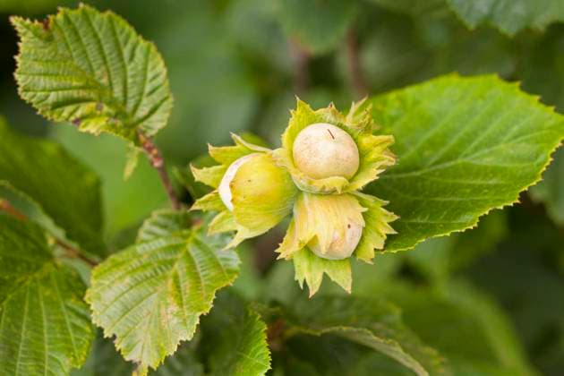 Hasselnötter Corylus avellana Hazelnuts, Sweden Sverige x2706x *** Hazelnuts Corylus avellana Hazelnuts, Sweden Sweden x2706x  Copyright: xBengtxEkman N TTx