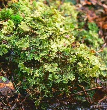 Dunmossa Trichocolea tomentella Sweden Sverige x2706x *** Downy moss Trichocolea tomentella Sweden Sweden x2706x  Copyright: xBengtxEkman N TTx