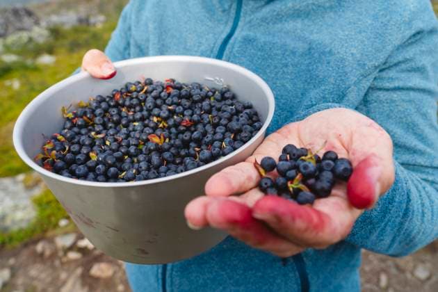 Woman showing bilberries at Kungsleden hiking trail model released, Symbolfoto, IHF02133