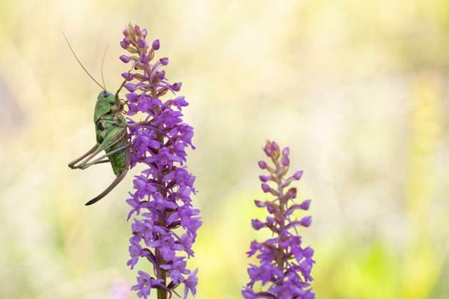 Större vartbitare (Decticus verrucivorus). Wart-biter (Decticus verrucivorus). Decticus verrucivorus LinnÃ , 1758 Synonymer Stor vartbitare Vanlig vartbitare x2734x *** Greater wart biter Decticus verrucivorus Wart biter Decticus verrucivorus Decticus verrucivorus Linnaeus, 1758 Synonyms Greater wart biter Common wart biter x2734x  Copyright: xMagnusxMartinsson TTx STÖRRE VARTBITARE