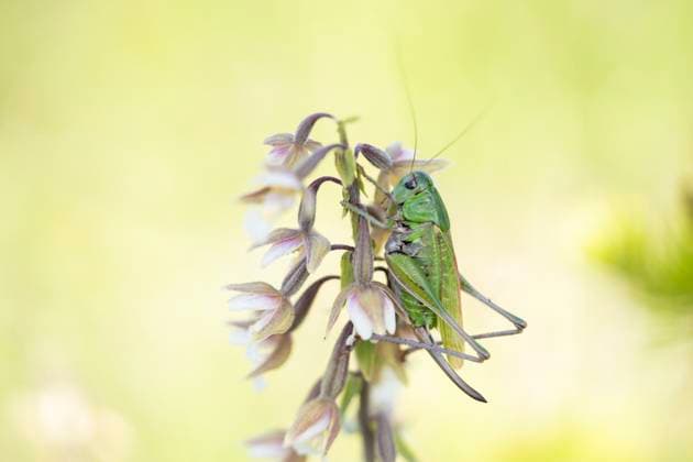 Större vartbitare (Decticus verrucivorus). Wart-biter (Decticus verrucivorus). Decticus verrucivorus LinnÃ , 1758 Synonymer Stor vartbitare Vanlig vartbitare x2734x *** Greater wart biter Decticus verrucivorus Wart biter Decticus verrucivorus Decticus verrucivorus Linnaeus, 1758 Synonyms Greater wart biter Common wart biter x2734x  Copyright: xMagnusxMartinsson TTx STÖRRE VARTBITARE