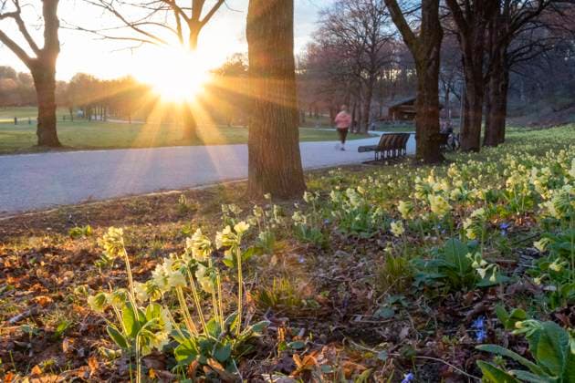 IMAGO Creative, Lifestyle, Frühling in der Stadt Primroses blooming in spring at sunset in Westpark, Munich, Germany, MAMF03557