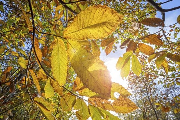 Edelkastanienbaum, Spanische Kastanie (Castanea sativa) Nahaufnahme von gelben Blättern in Herbstfarben, Herbstfarben im Wald. Digital verbessert Sweet chestnut tree, Spanish chestnut (Castanea sativa) close-up of yellow leaves in autumn colours, fall colors in forest. Digital enhanced Copyright: imageBROKER alimdix xArterrax xP ibltsm11807646.jpg