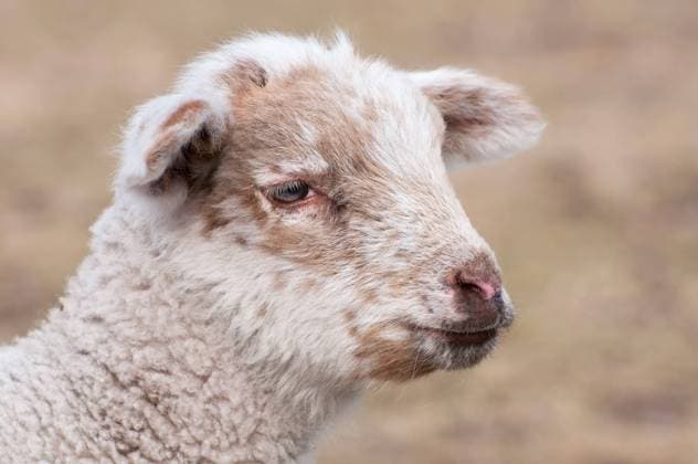 Lamm Kleines Lamm im Frühlinmg auf der Weide, Hintergrund verläuft in Unschärfe. Cute little white lamb in spring Copyright: xZoonar.com KaixSchirmerx 2416338