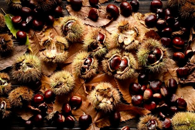 Top view of autumn chestnuts on old wooden table. Top view of autumn chestnuts on old wooden table. Copyright: xMarinaxZanottix MZ220724-5