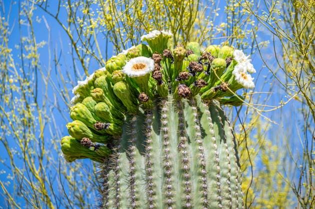 Kalendermotive: Kakteen A flowering cactus in Tucson, Arizona Tucson, Arizona, United States R_FPNSIS241126-1586830-01