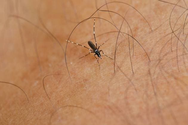 Close-up view of Mosquito sucking blood on skin Bangkok, Bangkok, Thailand R_GXKV241126A-1586810-01