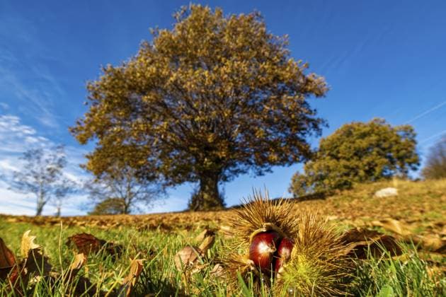 Kastanie Nahaufnahme mit einem Kastanienbaum im Hintergrund im Herbst Chestnut close up with a chestnut tree in background in autumn Copyright: imageBROKER NicolaxColombo ibxiqx11783235.jpg