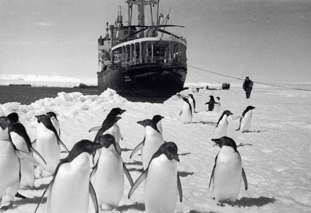 Archivbilder der Woche KW48 PENGUINS WARSHIP ANTARCTICA 30736 29.11.1965 Penguins watching the Ob, a diesel-electric ship, from the coastline. Pavel Barashev Sputnik Antarctica  Copyright: xPavelxBarashevx