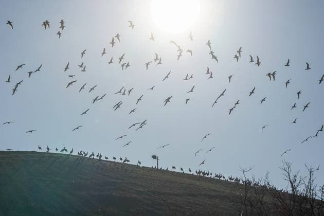 Störche haben ihren Lebensraum auch im Winter auf der Büttelborner AWS Deponie - Büttelborn 29.11.2024: AWS Deponie der Riedwerke in Büttelborn *** Storks also have their habitat at the Büttelborn AWS landfill in Büttelborn in winter 29 11 2024 Riedwerke AWS landfill in Büttelborn