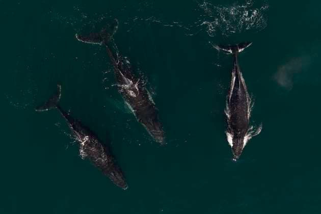 Super pod of Humpback whales in Cape Town Three humpback whales swim amongst a super pod of humpback whales swim off Cape Town, South Africa on November 29, 2024. A rare super pod of around 40 humpback whales has been observed off Cape Town?s peninsula, offering a striking spectacle for marine enthusiasts. Researchers attribute the gathering to the seasonal abundance of krill and other prey species in the nutrient rich waters of the Benguela current. While this event highlights the health of the local ecosystem, it comes amid concern over three humpback whale deaths recorded along the coastline in the past six weeks. Scientists are investigating potential causes, including ship strikes and fishing gear entanglements, to better understand a Copyright: xMatrixxImagesx xNicxBothmax 