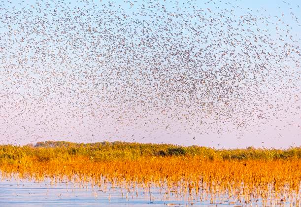 Creative Highlights World Migratory Birds A large number of migratory birds fly over Hongze Lake Wetland National Nature Reserve in Suqian, Jiangsu province, China, on November 29, 2024. Suqian China  Copyright: xCFOTOx originalFilename: cfoto-migrator241130_np6Yt.jpg