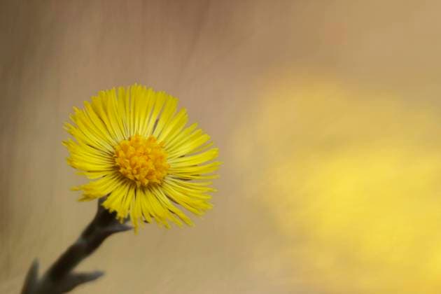 Huflattich (Tussilago farfara) Huflattich, Tussilago farfara, Coltsfoot, Horsefoot, Blüte Copyright: xZoonar.com GerdxHerrmannx 13659267