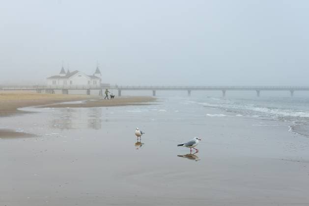 Europa; Deutschland; Mecklenburg-Vorpommern; Usedom; Ahlbeck; Ostsee: Möwen im ablaufenden Wasser am Strand vor der Seebrücke Ahlbeck auf der Halbinsel Usedom bei Nebel *** Europe Germany Mecklenburg Western Pomerania Usedom Ahlbeck Baltic Sea Seagulls in the draining water on the beach in front of the pier Ahlbeck on the Usedom peninsula in foggy weather