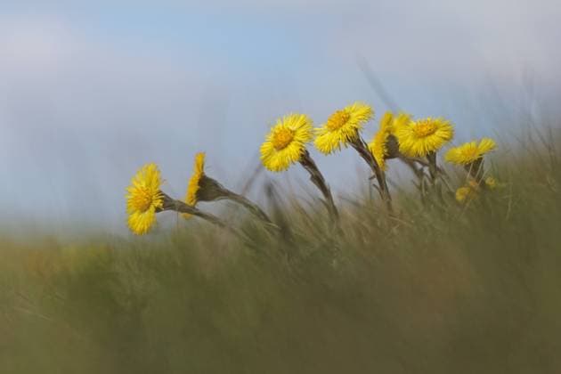 Huflattich (Tussilago farfara) Huflattich, Tussilago farfara, Blüten, Coltsfoot, Horsefoot Copyright: xZoonar.com GerdxHerrmannx 15296655