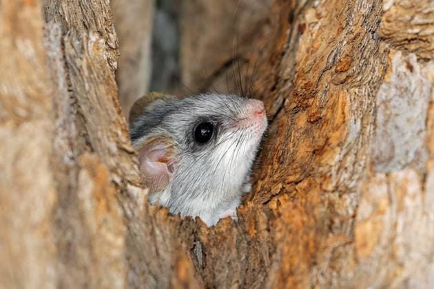  Acacia tree rat in natural habitat, Portrait of an Acacia tree rat (Thallomys paedulcus) in natural habitat, South Africa, Portrait of an Acacia tree rat (Thallomys paedulcus) in natural habitat, South Africa, 07.10.2024, Copyright: xEcoPicx Panthermedia38040914.jpg