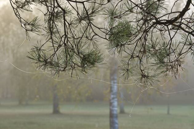 Spinnennetze auf Kiefernzweigen in nebliger Waldlandschaft A serene misty forest scene with spider webs delicately hanging from pine branches, showcasing the quiet beauty of nature in autumn Copyright: xZoonar.com NerijusxLiobex 22305365