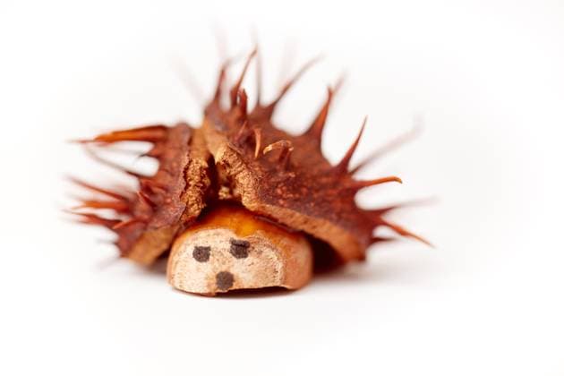 Lustigen Igel basteln mit Kastanien und Eicheln im Herbst ,model released, Symbolfoto  Copyright: xZoonar.com RobertxKneschkex 12310776 ,model released, Symbolfoto ,property released