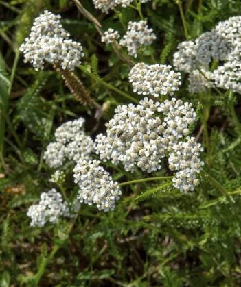 Gemeine Schafgarbe weiße Blüten im Sommer. Blühende Gemeine Schafgarbe (Gemeine Schafgarbe) auf der Wiese Common Yarrow white flowers in the summer. Blooming Achillea millefolium on the meadow Copyright: imageBROKER StefanxSutka ibxiqx11751149.jpg
