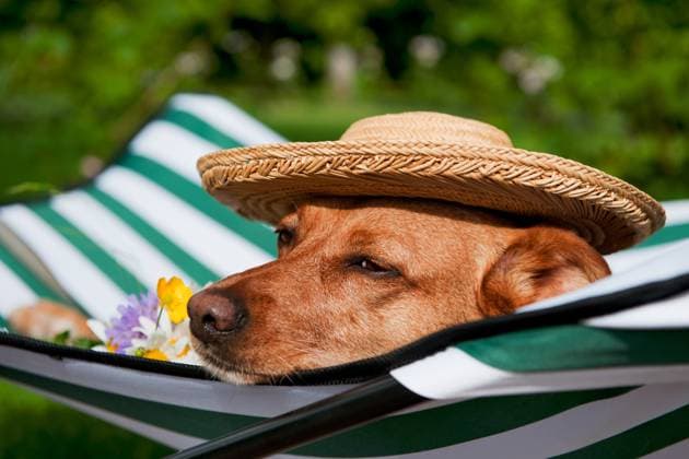 Dog on vacation Dog lazy on it s bed with funny hat and flowers Copyright: xZoonar.com IvonnexWierinkx 7365047