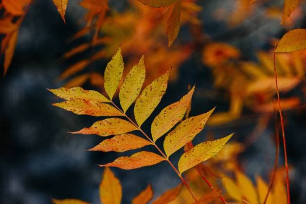 Close up of orange and yellow leaves in fall United States, California, Chico R_VBED241201G-1586120-01