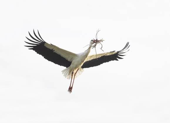White Stork (Ciconia ciconia), adult male bird in flight, carrying nesting material in its beak, flying towards nesting site, Hesse, Deutschland, Europa Weißstorch (Ciconia ciconia), erwachsener männlicher Vogel im Flug, mit Nistmaterial im Schnabel, fliegt zum Nistplatz, Hessen, Deutschland Copyright: imageBROKER UsherxDuncan ibludu11873743.jpg
