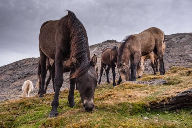 Wild horses in the Sierra Nevada mountains near Pico del Veleta, Granada Province, Andalusia, Spain, Europe Copyright: CasparxSchlageter 1372-798