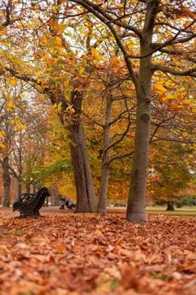 A scenic view of Greenwich Park in London in autumn 27091646 RECORD DATE NOT STATED