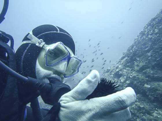 Creative Highlights Symbolbilder 783449156 Seeigel an der Hand eines Tauchers unter Wasser Sea urchin on the hand of diver underwater Copyright: imageBROKER Allexxandar ibxavu11607290.jpg ,model released, Symbolfoto ,property released