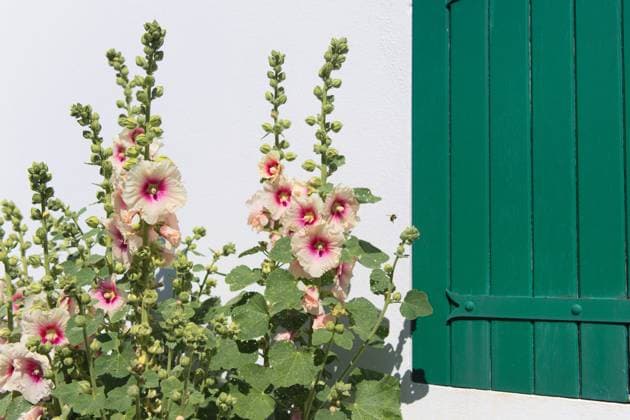 Ile de Ré Hollyhocks Ile de Ré - Hollyhocks and white house with green shutters Copyright: xZoonar.com IvonnexWierinkx 12437050