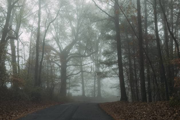 Curvy road through misty eerie forest in early morning McClure, Illinois, United States R_WEKW241202-1589568-01