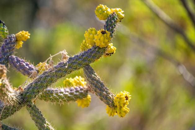 Creative Highlights World A spiny wild cactus plant in Tucson, Arizona Tucson, Arizona, United States R_FPNSIS241202-1591430-01