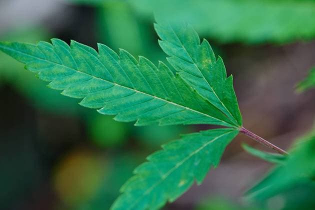 Close-up view of cannabis leaf on field Bangkok, Bangkok, Thailand R_GXKV241203F6-1595476-01