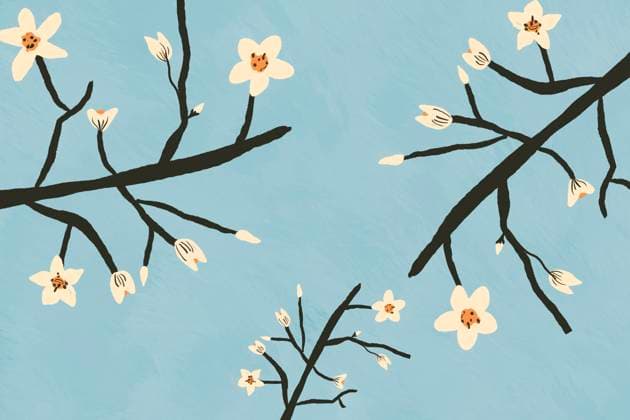Minimalist illustration of delicate white blossoms on dark branches against a serene blue sky. The simplicity and elegance evoke a sense of calm and nature s beauty. Model Released HodeiUnzueta_ID25396_734090_006 Copyright: xHodeixUnzuetax RECORD DATE NOT STATED