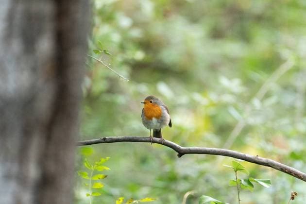 A European Robin, with its vibrant orange breast, is perched on a slender branch The background is a soft blur of green foliage, capturing the essence of woodland tranquility Model Released NataliaPenado_ID25265_730958_011 Copyright: xNataliaxPenadox RECORD DATE NOT STATED
