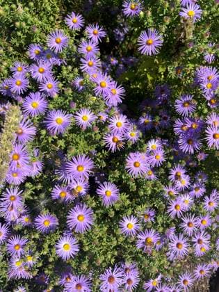Cluster of vibrant purple aster flowers in lush greenery Cincinnati, Ohio, United States R_RMYC241208A-1596247-01
