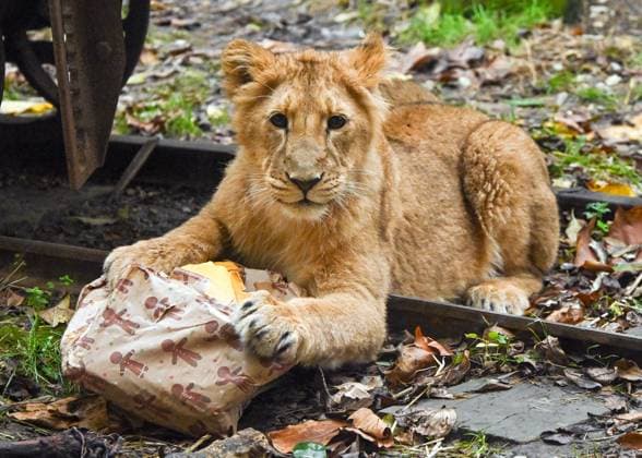 Entertainment Themen der Woche KW50 Entertainment Bilder des Tages ***EDITORIAL USE ONLY*** Christmas comes early at ZSL London Zoo during a photocall with endangered Asiatic Lion cubs enjoying festive treats at ZSL London Zoo, London, England. UK. Tuesday 10th December 2024 - Copyright: xJamesxWarrenx FP_London_Zoo_Xmas_001