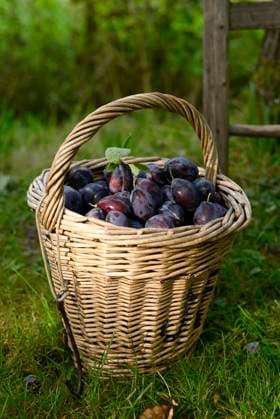 IMAGO Creative, Jahreszeit Sommer, Food, Pflaume Basket of ripe plums in a garden during autumn harvest, Hamburg Hamburg Deutschland Altes Land GISF01136