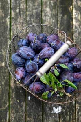IMAGO Creative, Jahreszeit Sommer, Food, Pflaume Basket of freshly harvested plums from a garden, Hamburg Hamburg Deutschland Altes Land GISF01138