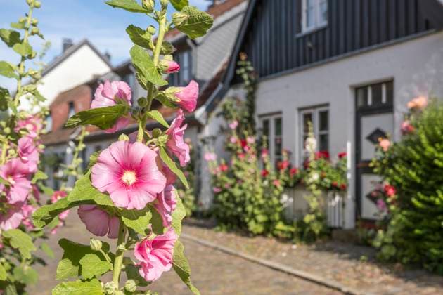 Charming summer view of houses and blooming hollyhocks in the old fishing settlement of Holm in Schleswig, Schleswig-Holstein, Germany., KEBF03014
