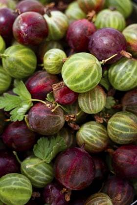 Eine farbenfrohe Kollektion frisch gepflückter Stachelbeeren mit grünen, roten und gestreiften Sorten unterstreicht ihre natürliche Schönheit und Frische auf einem Markt während der Sommersaison A vibrant collection of freshly picked gooseberries showcases green, red, and striped varieties, highlighting their natural beauty and freshness at a market setting during the summer season. Copyright: imageBROKER xDidebashvili ibxgai11899174.jpg