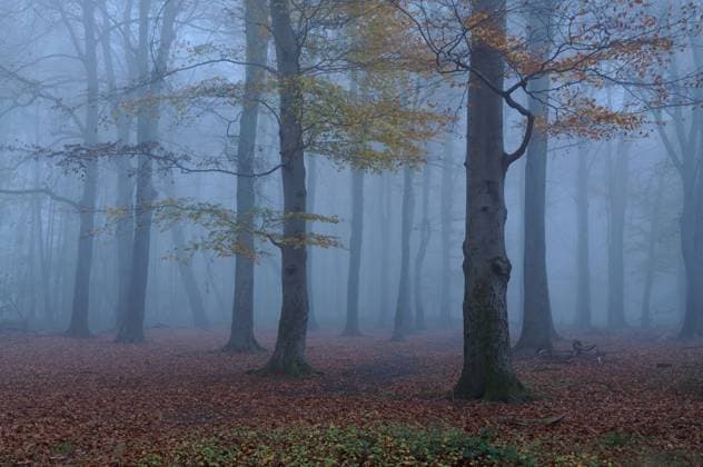 Novemberblues... Herrenbusch ( Meerbusch ) in der Dämmerung, Nebelstimmung im Wald, alter Buchenwald, Laubwald, Deutschland *** Old beech forest in autumn mood, discoloration of leaves, leaf fall, thick fog at blue hour, typical november day, Germany, Eu Old beech forest in autumn mood, discoloration of leaves, leaf fall, thick fog at blue hour, typical november day, Europe. Nordrhein-Westfalen Deutschland, Westeuropa